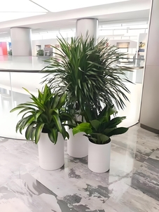 前湾植物租摆，实惠之选，给你别样绿色空间！亡